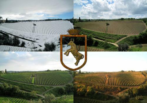 Colle Al Matrichese, La Vigna