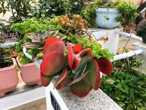 Bed & Breakfast A Due Passi Olbia