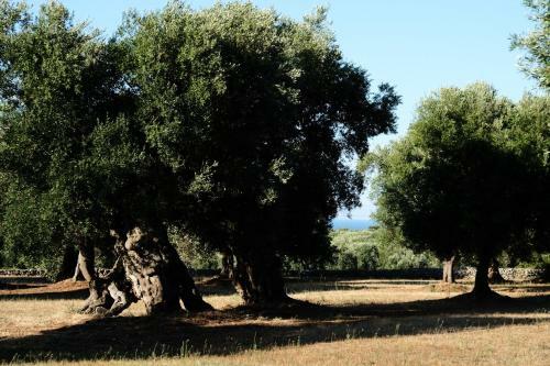 Dimora Il Calaprico By Wonderful Italy