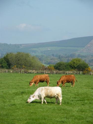 Bed & Breakfast Riverfield Farmhouse
