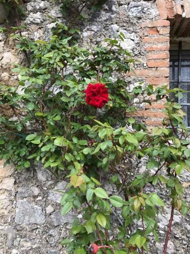 La Casa Del Mandorlo - Holiday Cottage