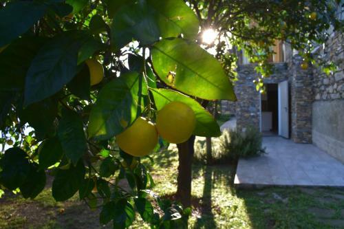 Apartamento Profumo Di Limoni