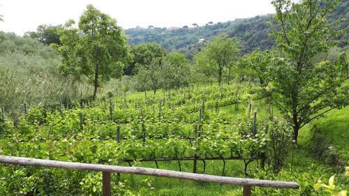 Terrace And Garden Santa Margherita - Ap2b