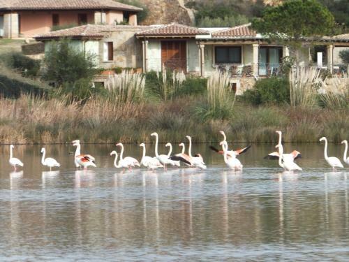 Porto Coda Cavallo Villas