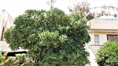 Apartamento Italianway - Le Vele 6