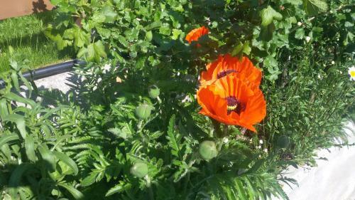 Hostal Lo Verdz� Di Torgnon