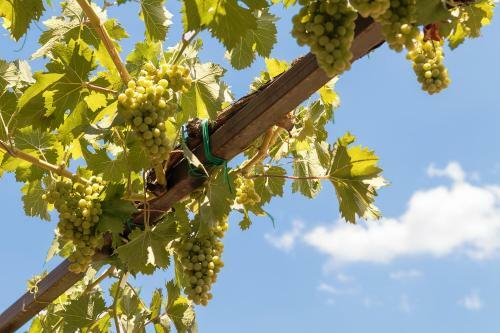 Agroturismo Le Querce Di Cota