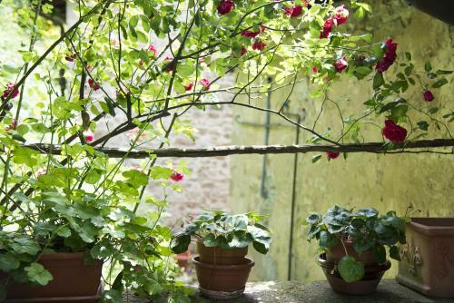 Apartment Le Scalette A Relaxing Oasis Near Florence