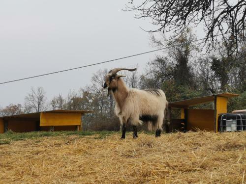 Bed & Breakfast Daina Bianca