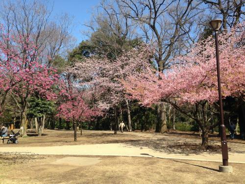 Villa Bed & Breakfast Tokyo Suginami