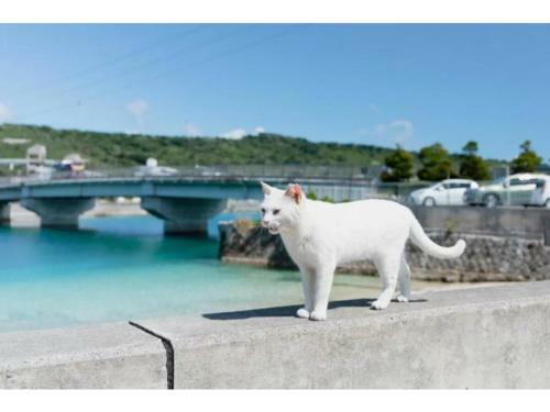 Hotel Pescatore Okinawa - Vacation Stay 20884v