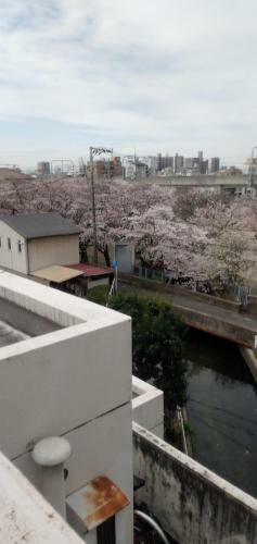 Apartamento Cherry Blossom Koseicho