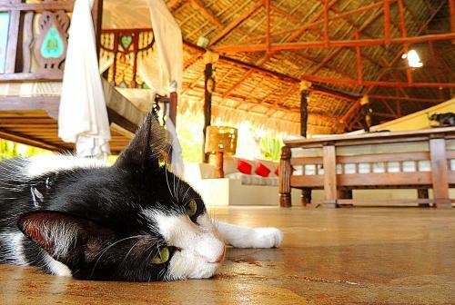 Lions House Luxury Villa