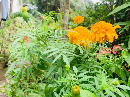 Hostal New Jayani Guest Inn