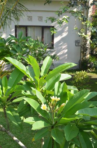 Hostal Wijaya Guest House Ubud