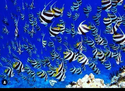 Bed & Breakfast Maafushi Seven Corals