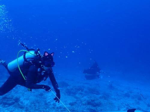Hostal 3s Divers Home