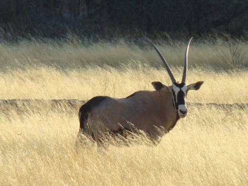 Hotel Goba Lodge & Rest Camp