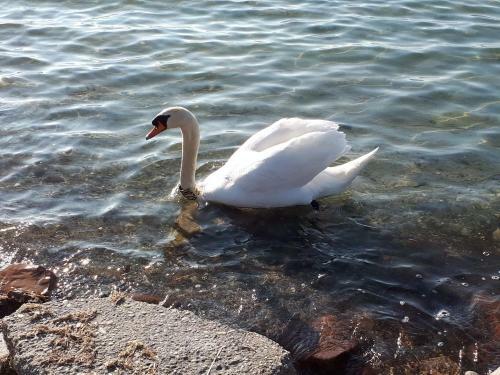 Balaton View Apartment