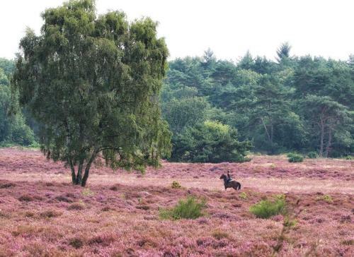 Hostal B&B De Sfeerhoeve