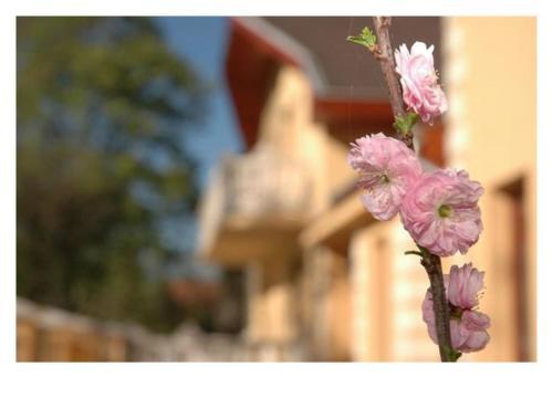 Bed & Breakfast Hrc Panzi�