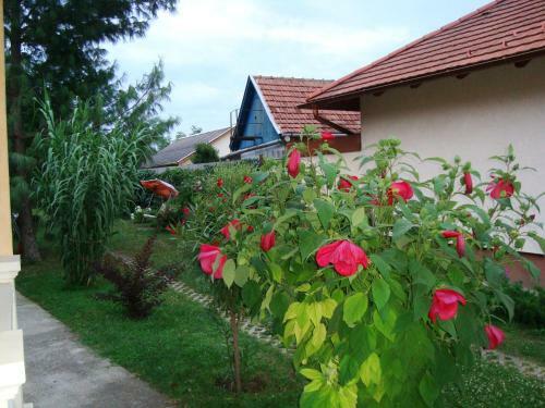Apartamento K�tai Vend�gh�z