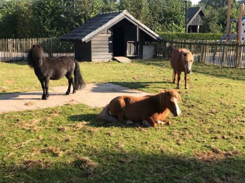Apartamento Zeumeren 6 Pers. Bungalow