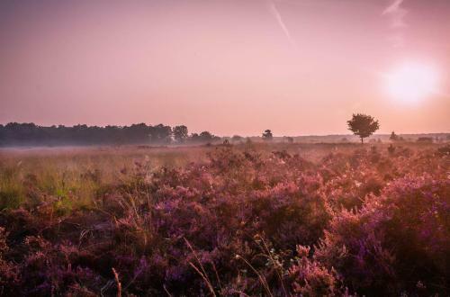 6-person Veluwe Villa - Copy -
