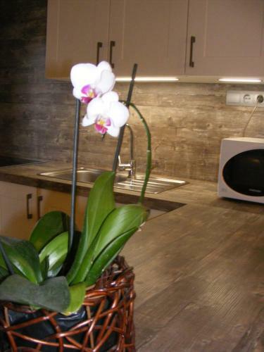 Apartman Ereli