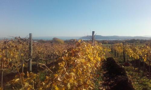 Hostal Koczor Winery & Guesthouse
