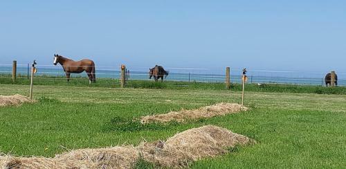 Oceanview Eco Motor Park