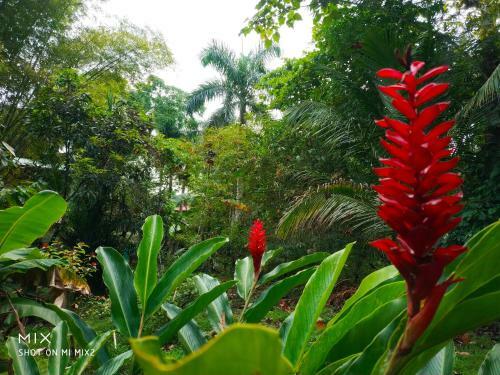 Hostal Mission Villas, Big Creek, Isla Colon, Bocas Del Toro, Panama