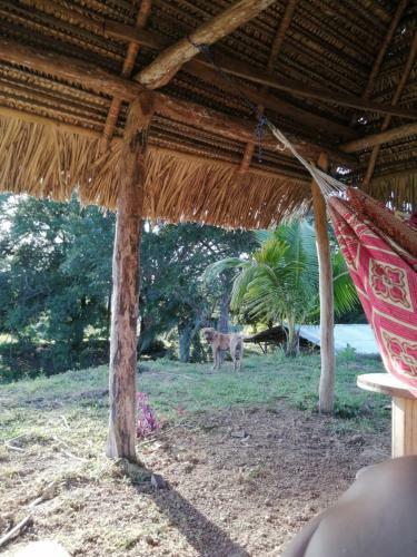 Pedas� Natu?rio Camp