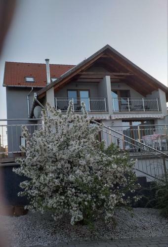 Bed & Breakfast Villa Rigo Panzi�