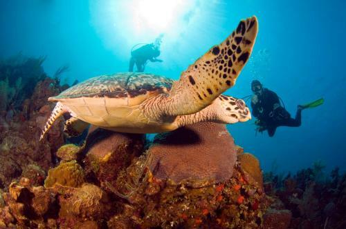Hotel Mayan Princess Beach & Dive Resort
