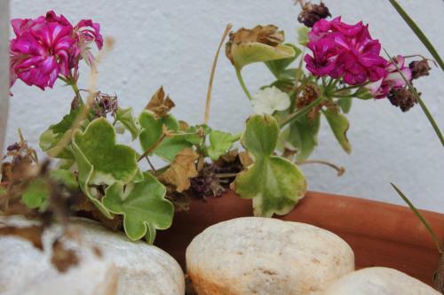 Hostal Morpheas Pension Rooms & Apartments