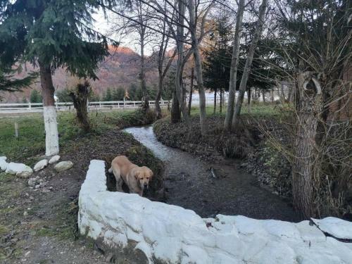 Hotel Wolves Inn , Hanul Lupilor