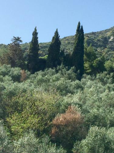 Apartamento Belvedere Zakynthos Studios
