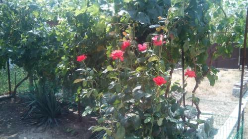 Hostal House On Sennoi