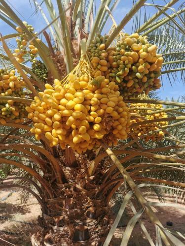Hostal Naseem Al Atheeb Country House