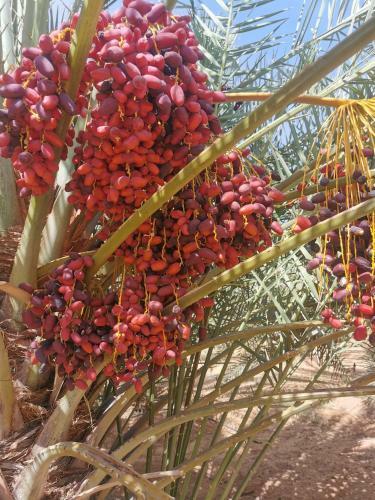 Hostal Naseem Al Atheeb Country House