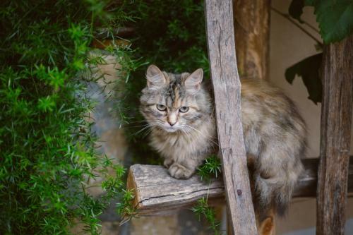 Bed & Breakfast Tourist Farm Firbas