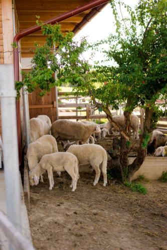Bed & Breakfast Tourist Farm Firbas