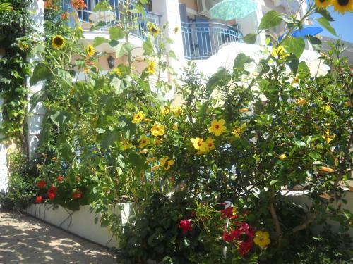 Apartamento Olive Bay Hotel