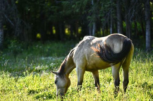 Legacy Mountain Lodge 40-acre Ranch With Views!
