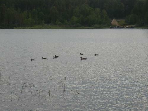 Lemmenjoki Camping & Cabins
