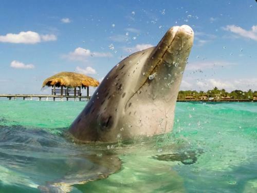 Hotel Conch Key Fishing Lodge & Marina