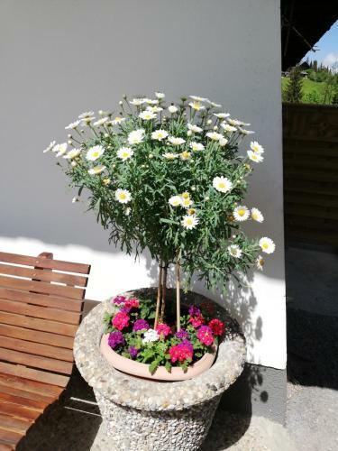 Bed & Breakfast Vorderwiesgut