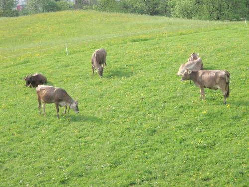 Agroturismo Obermooshof