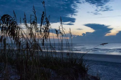 Canopy Shore